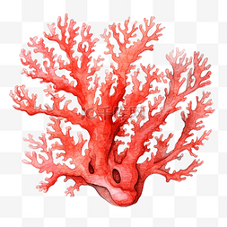 粉色珊瑚图片_水彩珊瑚海洋