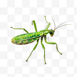 螳螂昆虫美丽的绿色蚱蜢角色