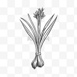 自由插画图片_韭菜蔬菜简单线条插画
