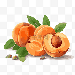 杏剪贴画矢量抽象杏子和桃子在白