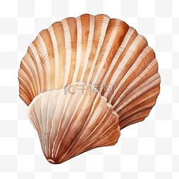 水彩棕色热带贝壳