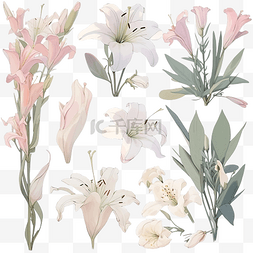 白花瓣图片_一组元素花和花蕾白百合水彩花卉