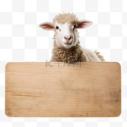 拿着一块木板的羊