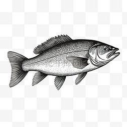 座头白鱼或 coregonus pidschian 鱼德国