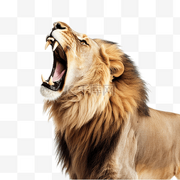 边看图片_从侧面看，愤怒的狮子咆哮抬头