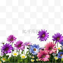透明菊花粉色图片_紫色雏菊花和绿草边框