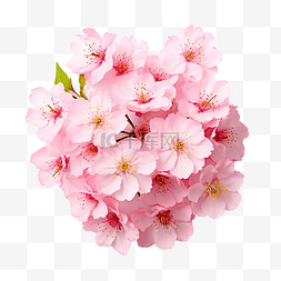 櫻花粉紅色的花朵