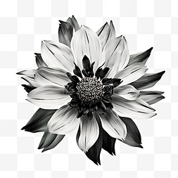 黑色和白色的花