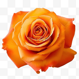 美麗的橙玫瑰