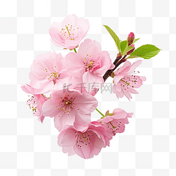 粉紅色的櫻桃花