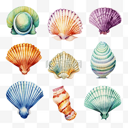水彩贝壳图片_贝壳水彩海洋动物剪贴画