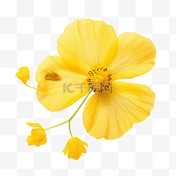 黄色压花