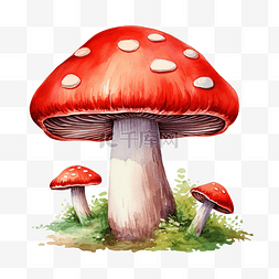 蘑菇林图片_红蘑菇水彩插图
