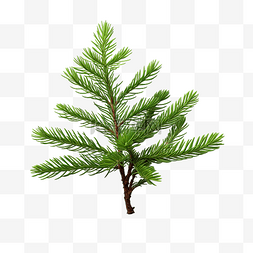 绿色植物嫩芽图片_圣诞树或银冷杉冷杉树枝，春天有
