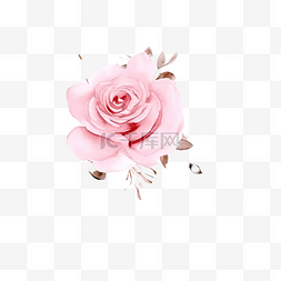 玫瑰葉图片_水彩粉色英国玫瑰，带有玫瑰金闪
