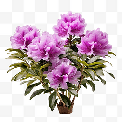 紫色山图片_紫色杜鹃花植物