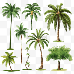 熱帶图片_椰子树集