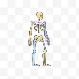 医学研究骨骼特征矢量图