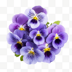 紫色花图片_紫色花三色堇中提琴花朵通常有两