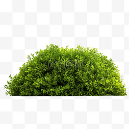 灌木图片_绿草灌木树丛和草坪或草皮