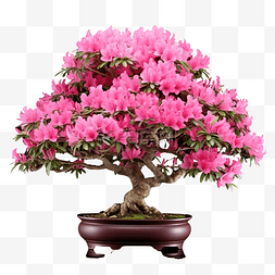 小型花朵图片_大阪杜鹃作为粉红色花朵盆景树 ai