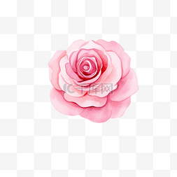 英国白色图片_粉色英国玫瑰水彩花卉图案