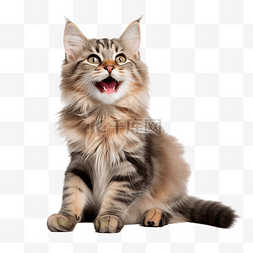 可爱的猫开心地笑
