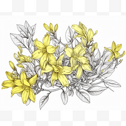 黄色花朵手绘图