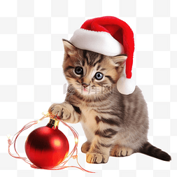 家畜图片_有趣的虎斑小猫玩圣诞装饰红色圣