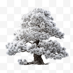 雪松树图片_雪松树