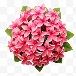 背景上的粉红色 ixora 花