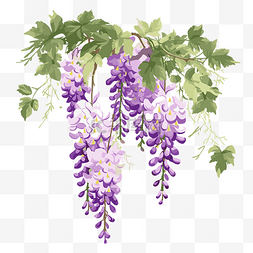 紫藤剪贴画 紫藤花与树枝和叶子