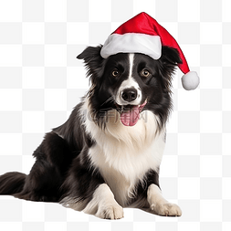 狗狗圣诞老人图片_边境牧羊犬戴着红色圣诞老人帽子