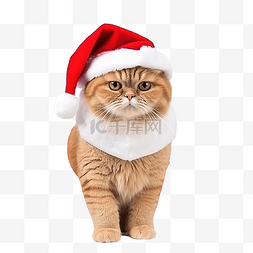 戴圣诞帽的宠物图片_戴着圣诞帽的美丽的苏格兰折耳红