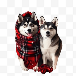 圣诞雪橇犬图片_圣诞节杰克罗素梗犬和哈士奇