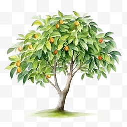 芒果芒果树图片_水彩芒果树