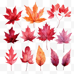 有纹理的树叶图片_一套植物红秋叶感恩节水彩