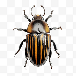 看昆虫图片_巨型甲虫