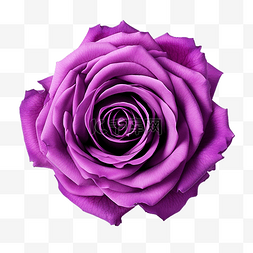秋天问候图片_紫色玫瑰花朵元素