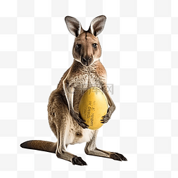 橄榄球 澳大利亚 袋鼠 小袋鼠
