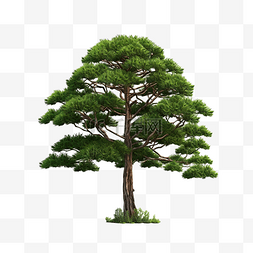 松树 热带树