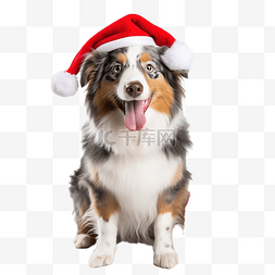 澳大利亚牧羊犬坐在圣诞老人帽子