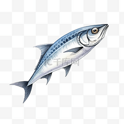 鲭鱼鱼水彩素描线条艺术
