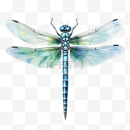 水彩蜻蜓昆虫