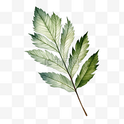 元素提取简单的图片_从分离的植物叶子中提取的简单叶