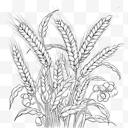 平面设计书图片_感恩节收获小麦分离着色页