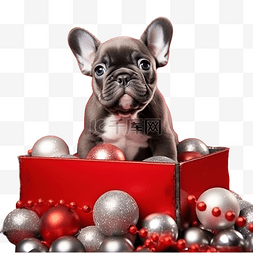 圣诞装着图片_法国斗牛犬小狗装在礼品盒里，里