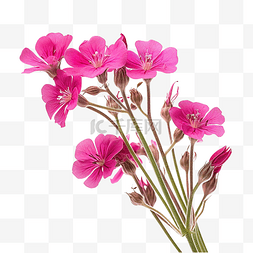 绽放的粉色花瓣图片_红色 Campion Silene dioica 花