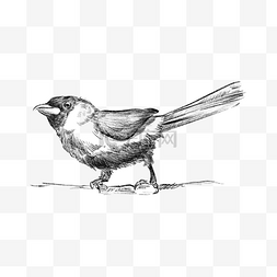 小鸟黑白图片_线稿鸟类黑白写实