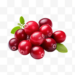 蔓越莓图片_新鲜蔓越莓或氧球菌蔓越莓富含维